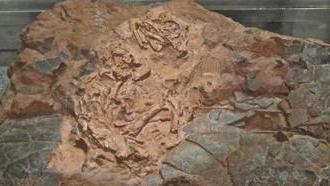 Découverte d'un fossile de dinosaure en Chine assis sur son nid d'œufs