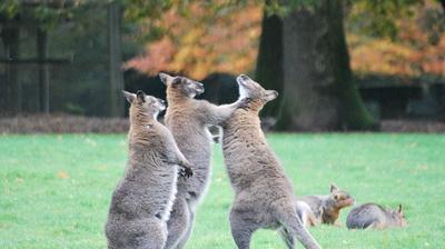 Les humains sont droitiers* mais les kangourous gauchers !