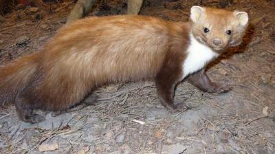 La fouine, le mustélidé le plus piégé de France - Animal Cross