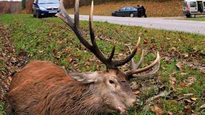 Que faire en présence d'un animal sauvage mort ou blessé ? - Sciences et  Avenir